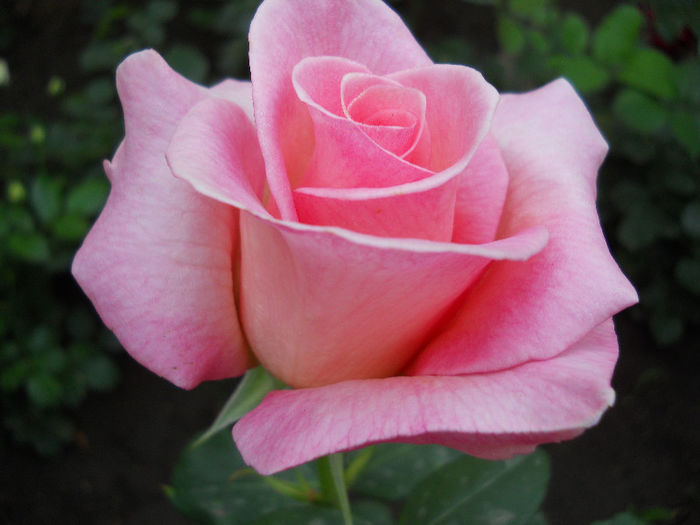DSCN3292