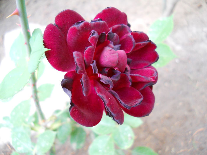 DSCN3278