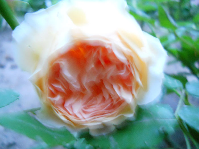 DSCN3276