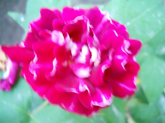 DSCN3269