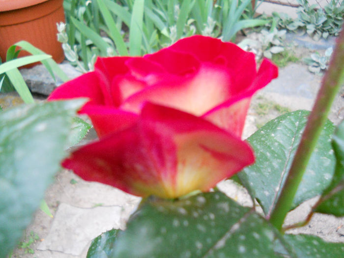 DSCN3265