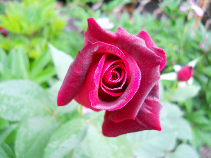 DSCN3250