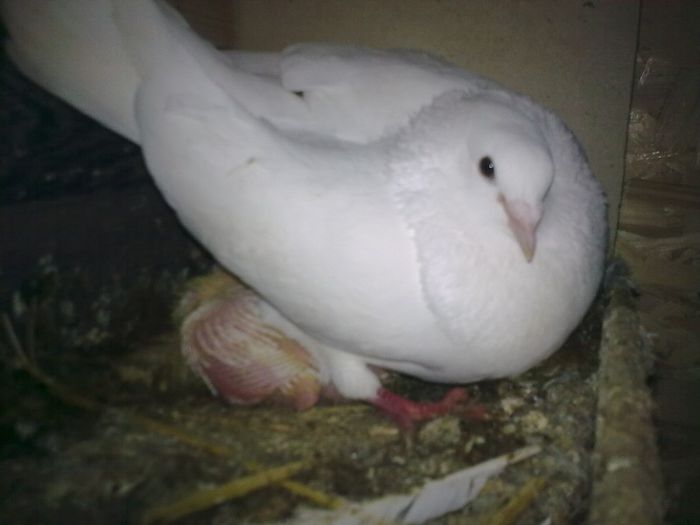 24052013_002 - Nu sunt de rasa dar imi plac foarte mult porumbei albi