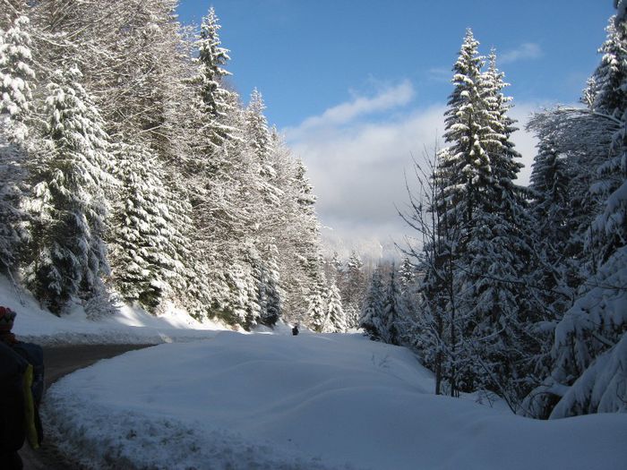 soseaua ce duce la cabana Trei Brazi