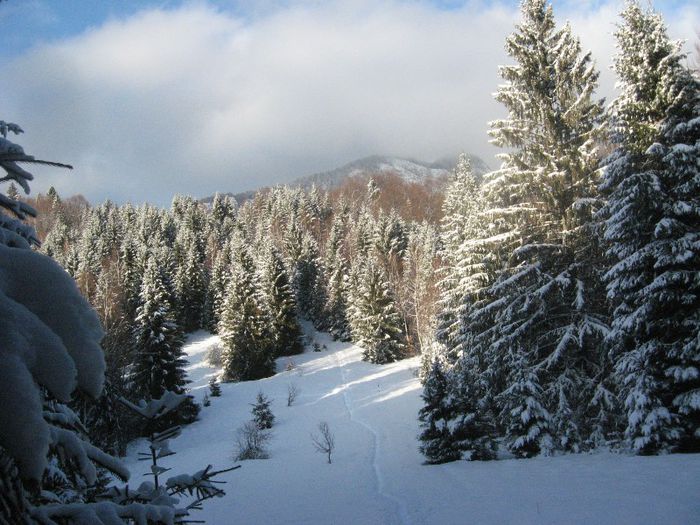 si mai trecem o data pe la poiana cu mesteceni