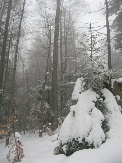 Bradet  spre cabana Steaua (F0rban) Inchisa