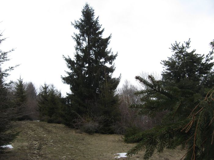 IMG_7706 - drumetii ian-martie 2013