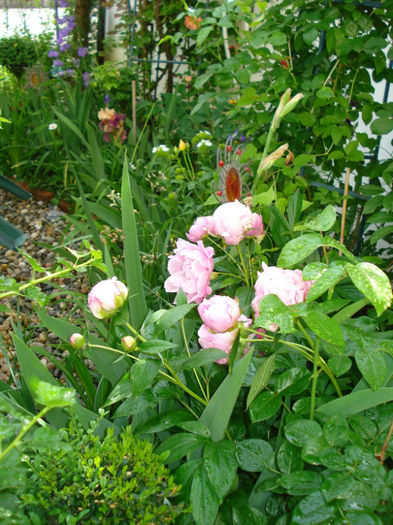 Paeonia lactiflora Sarah Bernhardt - Bujori 2013