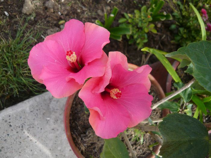 Picture 2484 - x 2013 Hibiscus rosa sinesis