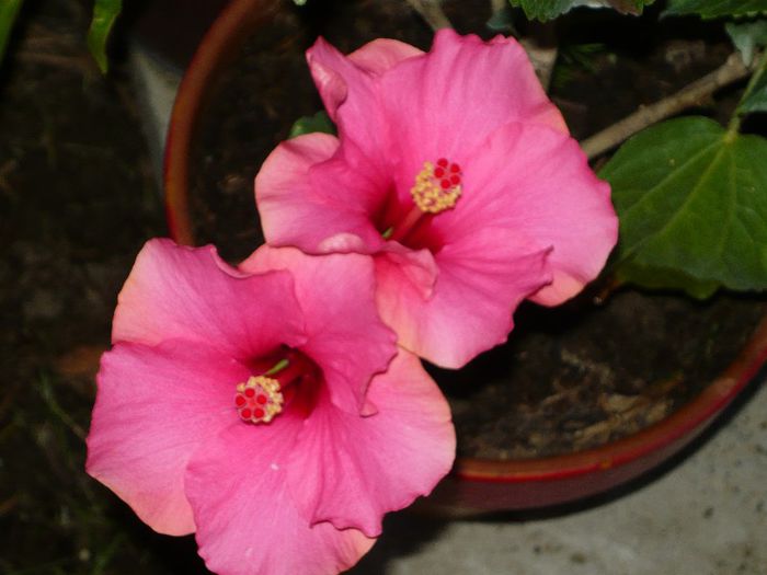 Picture 2519 - x 2013 Hibiscus rosa sinesis