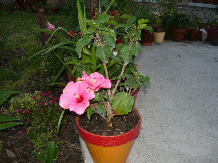 Picture 2520 - x 2013 Hibiscus rosa sinesis