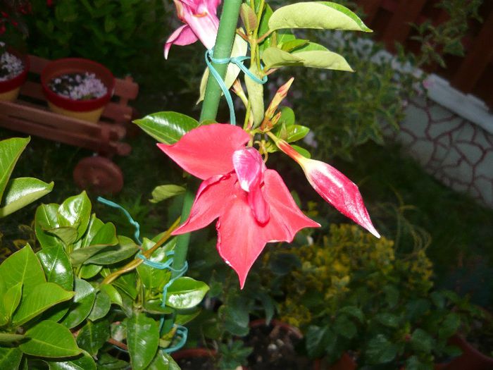 Picture 2521 - Mirajul verii