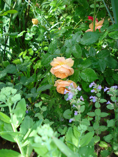 cu Salvia nemorosa "Blaukonigin" - Trandafiri 2013