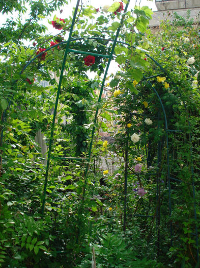 DSC06996 - Gradinuta in 2013