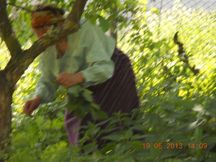 mama mea prin gradina