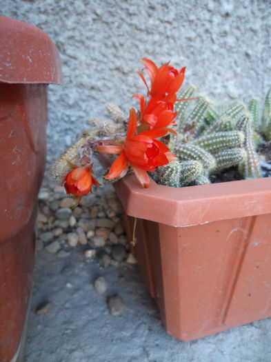 DSC03025 - Flori_2013