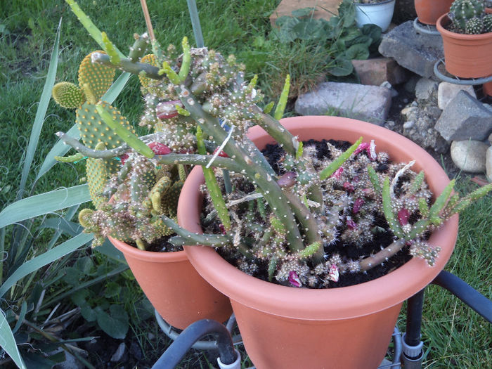 DSC03033 - Flori_2013
