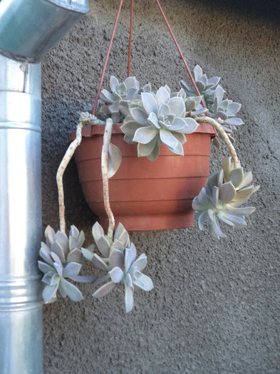 DSC03036 - Flori_2013