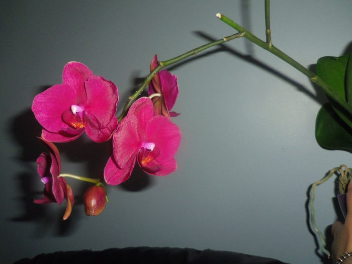 25 mai 2013 - 2013 Orhidee