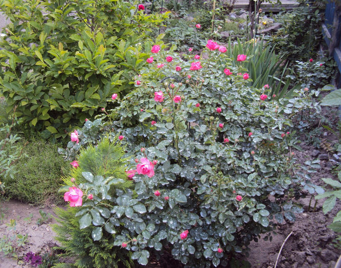 DSC04555