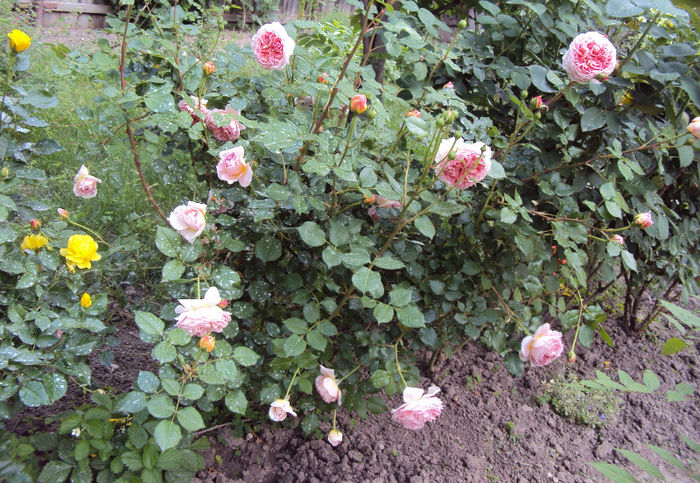DSC04564
