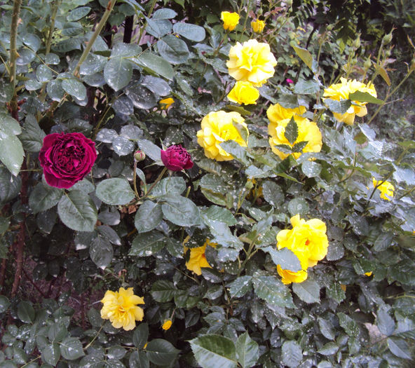 DSC04565