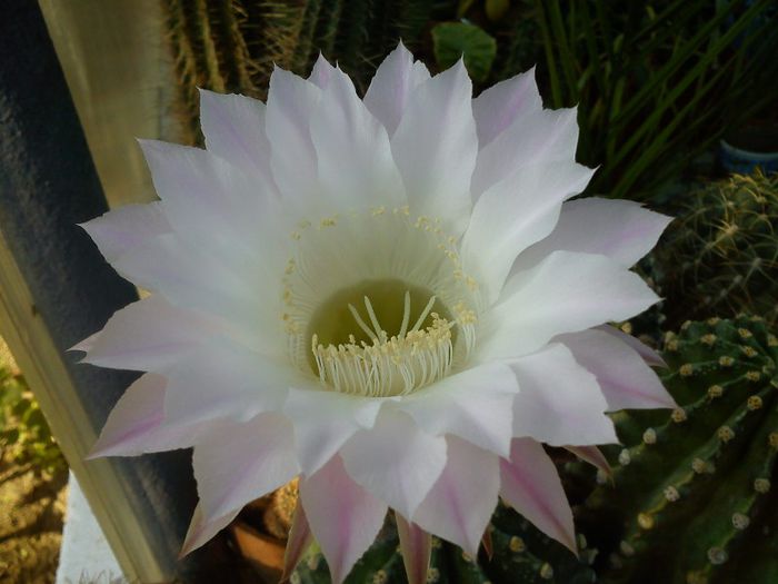 2012.08.19 - Echinopsis eyriesii