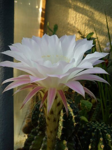 2012.08.19 - Echinopsis eyriesii