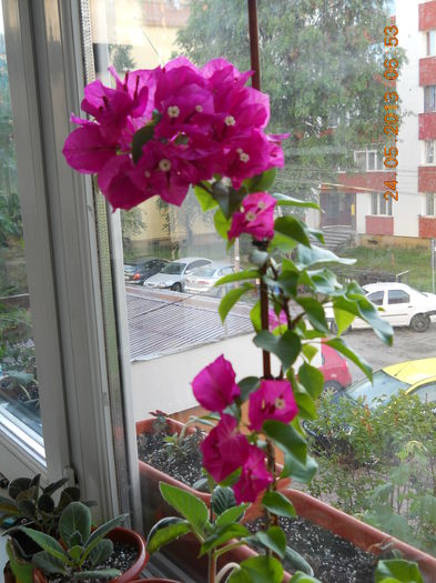 002 - BOUGAINVILLEA 2013