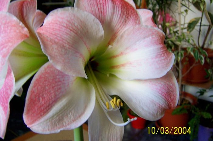 Amaryllis - Gradina veche