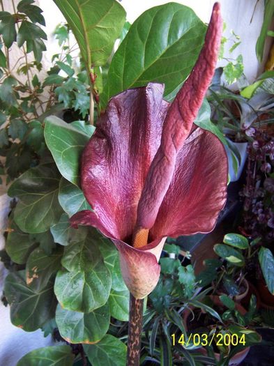 Amorphophallus konjak - Gradina veche