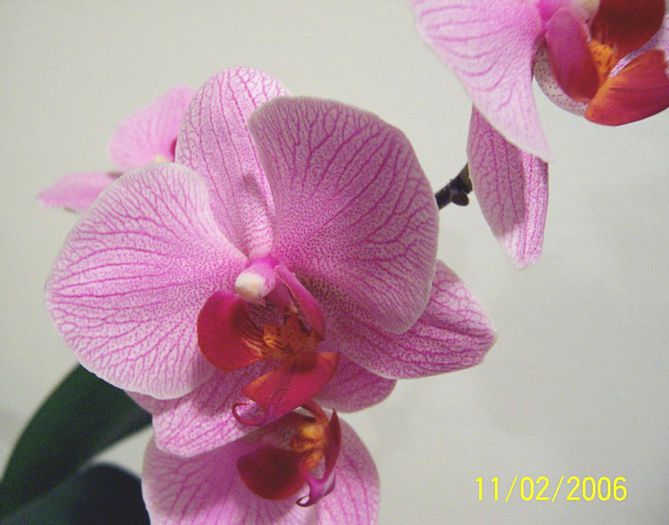 Orhidee - Gradina veche