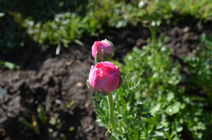 DSC_1071 - 1RANUNCULUS