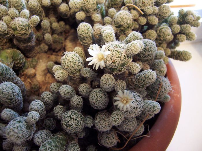 Cactus - Gradina veche