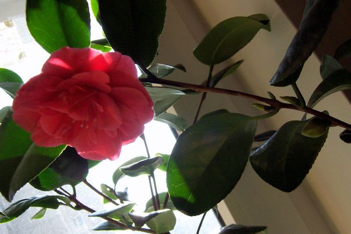 Camelia - Gradina veche