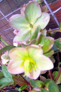 Helleborus