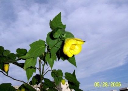 Abutillon galben - Gradina veche