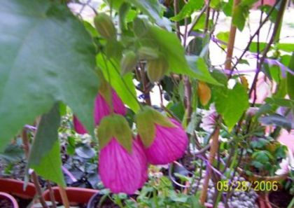 Abutilon roz