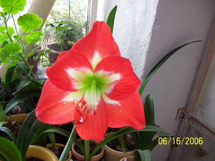 Amaryllis