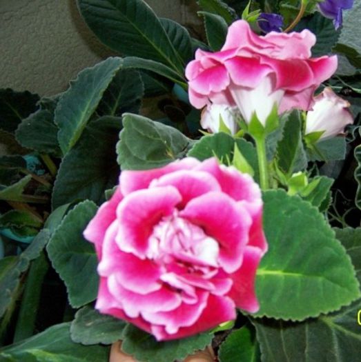 Gloxinia
