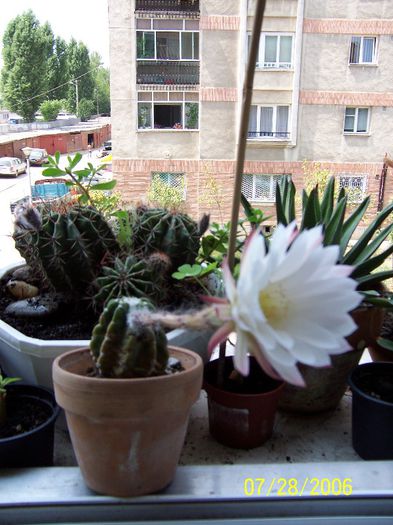 Cactusi