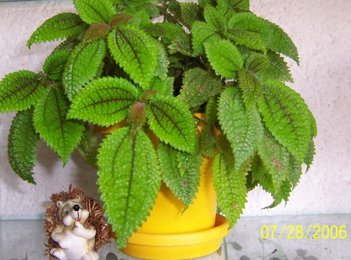 Verde