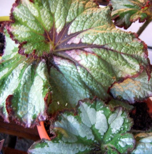 Begonia