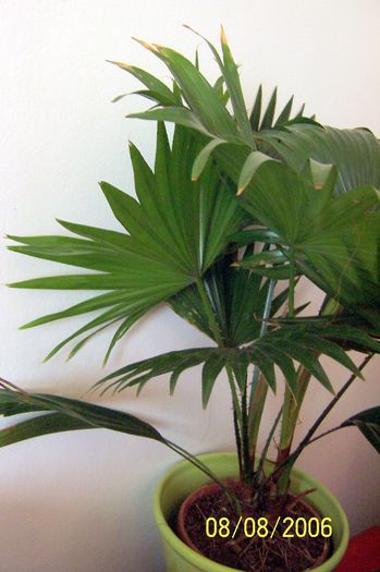 Washingtonia