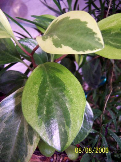 Peperomia - Gradina veche