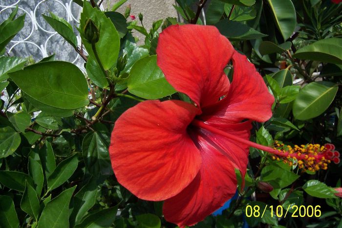 Hibiscus