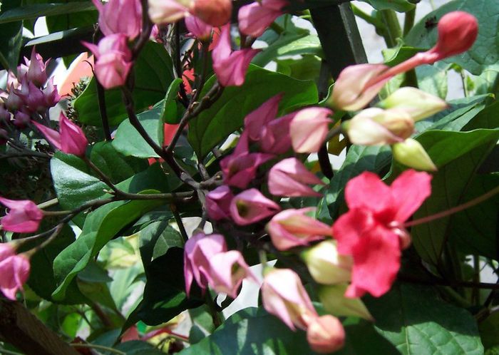 Clerodendron