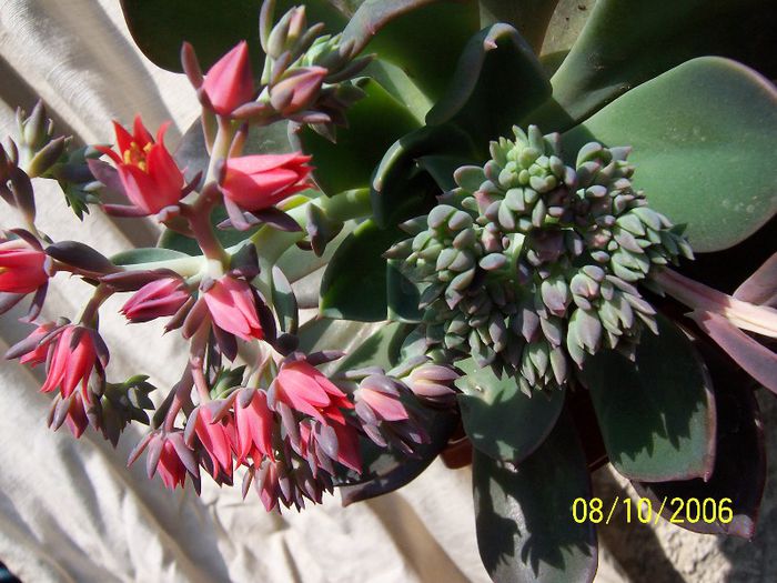 Echeveria