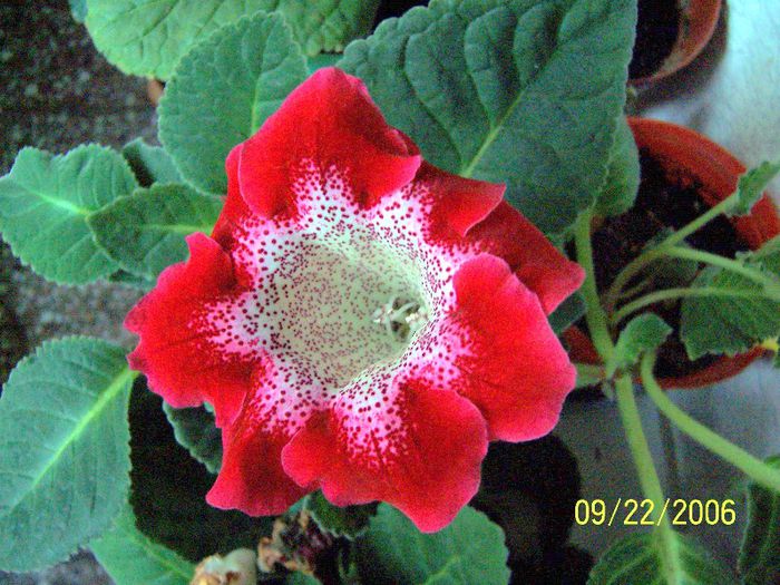 Gloxinia - Gradina veche