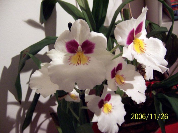 Fluturasi